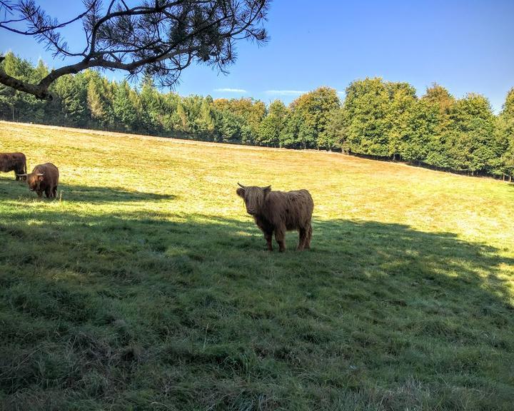 Gasthof & Metzgerei Goldener Lowe